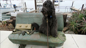 A vibrant dog park bathed in sunlight features abundant greenery with mature trees, offering ample shade for leisurely outdoor activities. In the distance is a well-equipped playground that presents an additional activity area. An inviting picnic table spreads out nearby, ideal for enjoying meals al fresco or taking relaxing breaks from play. A neatly-placed trash bin aids in maintaining the park's cleanliness for everyone's enjoyment. Dominating the scene is a generously wide dirt path gracefully curving through the expanse of grass, promising exploratory walks and lively fetch games.