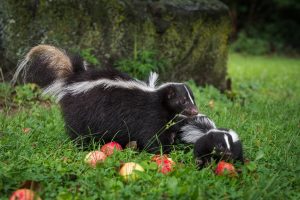 A vibrant dog park bathed in sunlight features abundant greenery with mature trees, offering ample shade for leisurely outdoor activities. In the distance is a well-equipped playground that presents an additional activity area. An inviting picnic table spreads out nearby, ideal for enjoying meals al fresco or taking relaxing breaks from play. A neatly-placed trash bin aids in maintaining the park's cleanliness for everyone's enjoyment. Dominating the scene is a generously wide dirt path gracefully curving through the expanse of grass, promising exploratory walks and lively fetch games.