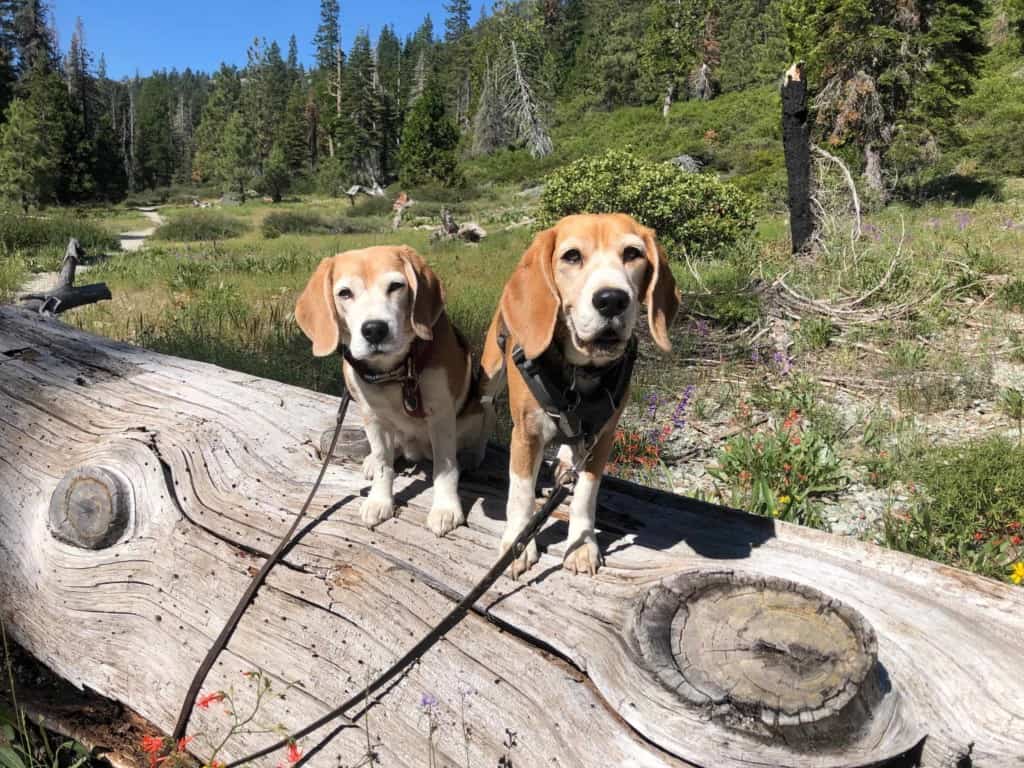 2 beagles on log in sierra meadow