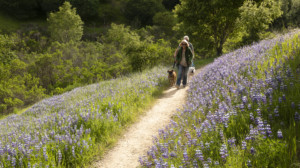 A vibrant dog park bathed in sunlight features abundant greenery with mature trees, offering ample shade for leisurely outdoor activities. In the distance is a well-equipped playground that presents an additional activity area. An inviting picnic table spreads out nearby, ideal for enjoying meals al fresco or taking relaxing breaks from play. A neatly-placed trash bin aids in maintaining the park's cleanliness for everyone's enjoyment. Dominating the scene is a generously wide dirt path gracefully curving through the expanse of grass, promising exploratory walks and lively fetch games.