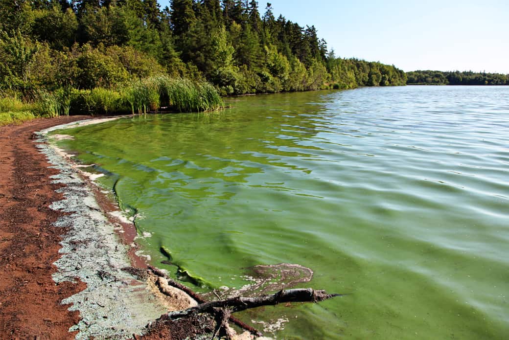 Blue green algae