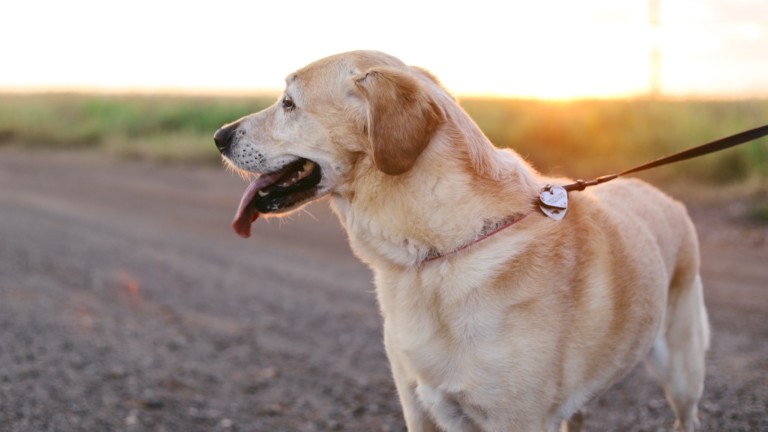 Put paws to GGNRA paths in San Mateo County