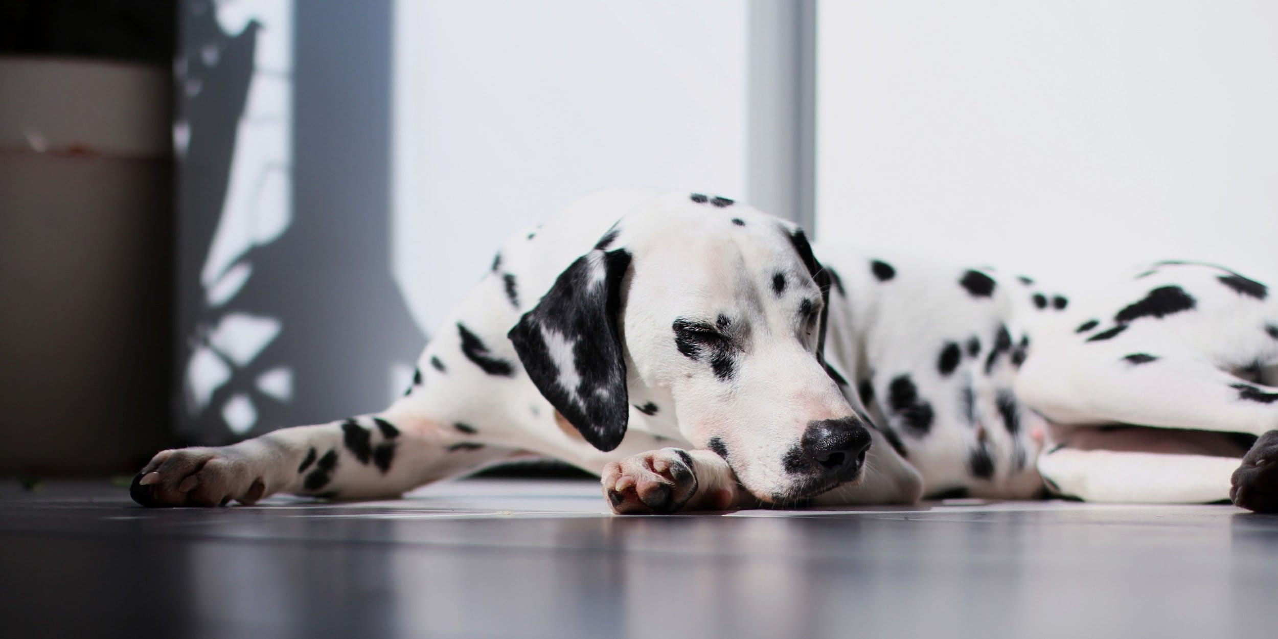 dalmation dog sleeping on wood floor