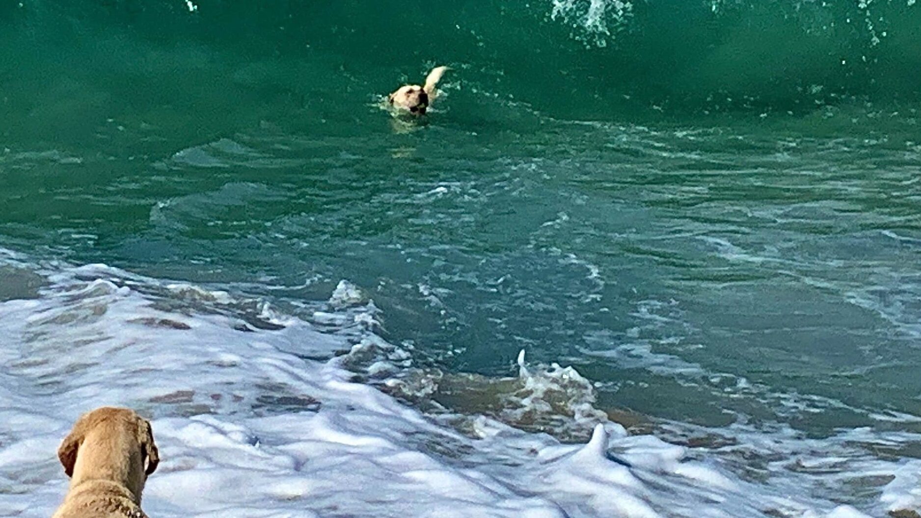 One dog swims in deep green ocean water near white-capped waves; another dog waits on the sandy shore, watching.