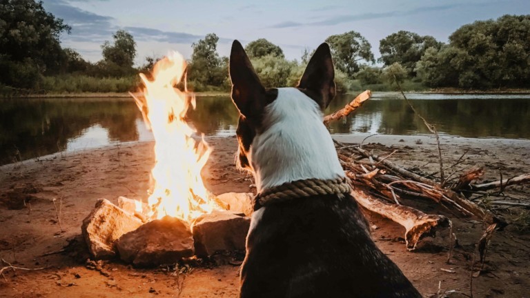 Scenery rules at these dog-friendly campgrounds