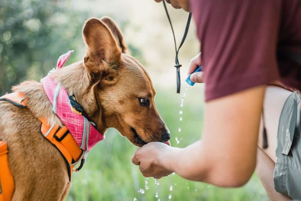 dog on hike drinking water from water bottle