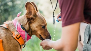 A vibrant dog park bathed in sunlight features abundant greenery with mature trees, offering ample shade for leisurely outdoor activities. In the distance is a well-equipped playground that presents an additional activity area. An inviting picnic table spreads out nearby, ideal for enjoying meals al fresco or taking relaxing breaks from play. A neatly-placed trash bin aids in maintaining the park's cleanliness for everyone's enjoyment. Dominating the scene is a generously wide dirt path gracefully curving through the expanse of grass, promising exploratory walks and lively fetch games.