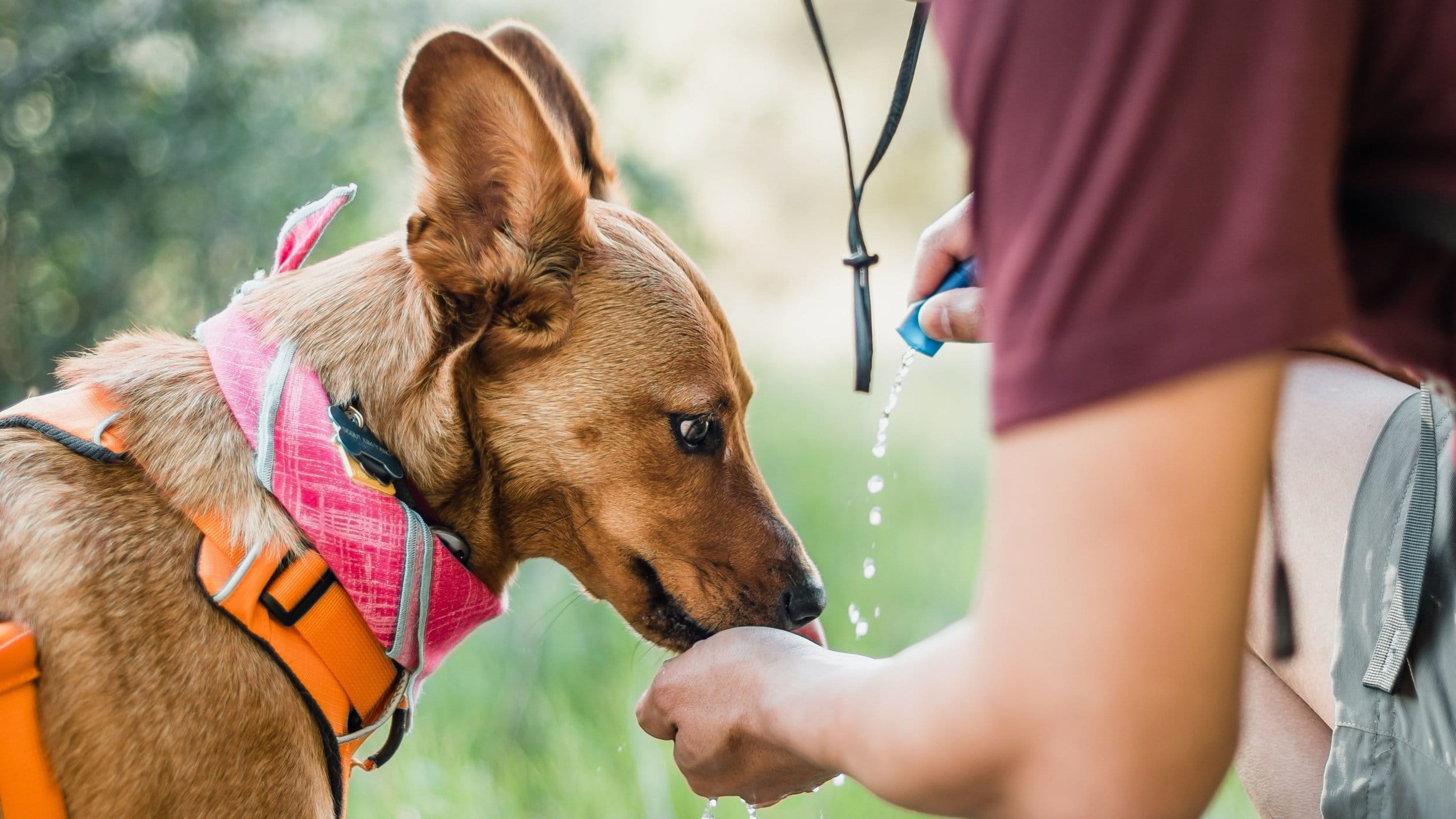 dog on hike drinking water from water bottle