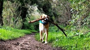 A vibrant dog park bathed in sunlight features abundant greenery with mature trees, offering ample shade for leisurely outdoor activities. In the distance is a well-equipped playground that presents an additional activity area. An inviting picnic table spreads out nearby, ideal for enjoying meals al fresco or taking relaxing breaks from play. A neatly-placed trash bin aids in maintaining the park's cleanliness for everyone's enjoyment. Dominating the scene is a generously wide dirt path gracefully curving through the expanse of grass, promising exploratory walks and lively fetch games.