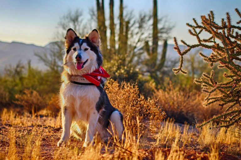 Tips for visiting the desert with your dog