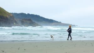 A vibrant dog park bathed in sunlight features abundant greenery with mature trees, offering ample shade for leisurely outdoor activities. In the distance is a well-equipped playground that presents an additional activity area. An inviting picnic table spreads out nearby, ideal for enjoying meals al fresco or taking relaxing breaks from play. A neatly-placed trash bin aids in maintaining the park's cleanliness for everyone's enjoyment. Dominating the scene is a generously wide dirt path gracefully curving through the expanse of grass, promising exploratory walks and lively fetch games.