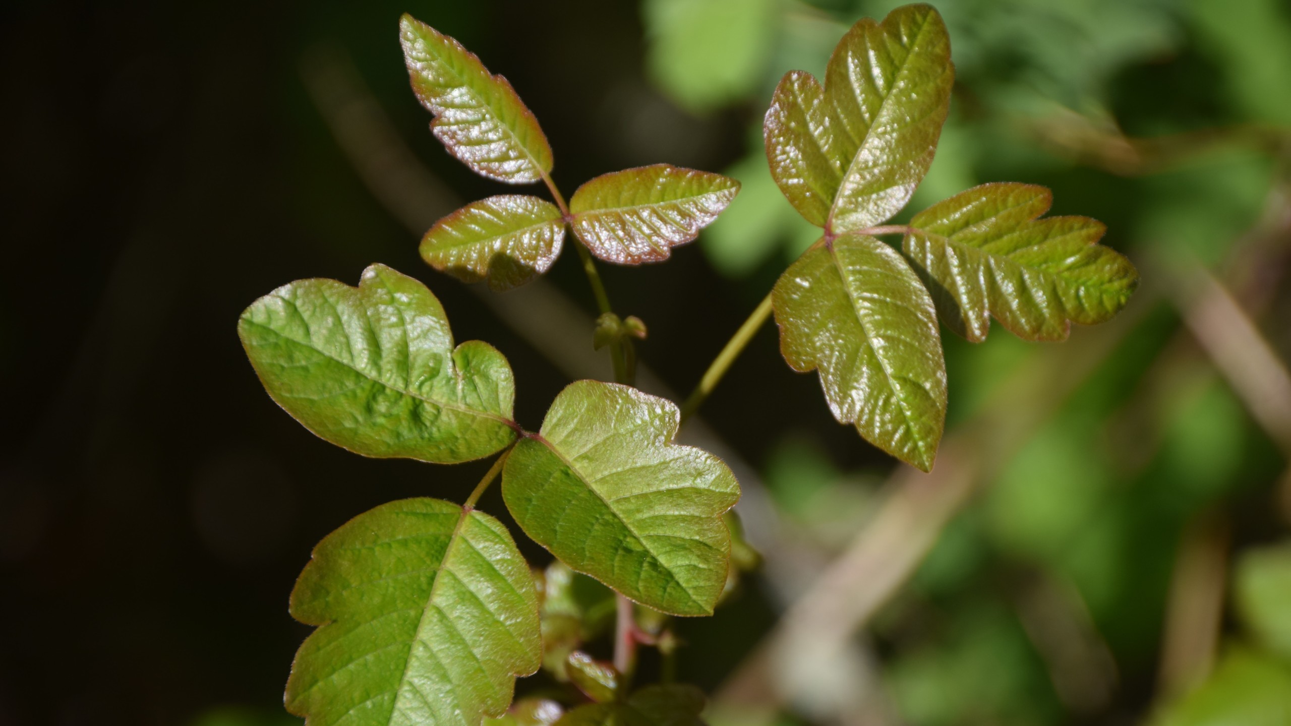 Poison oak