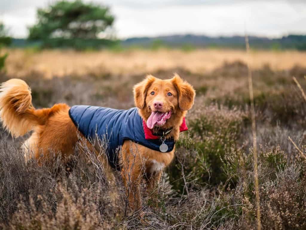 Nova Scotia duck tolling retriever in field wearing navy blue coat