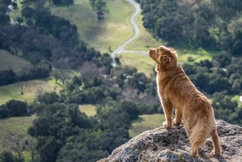 Golden retriever overlooks aerial view of Sunol Regional Wilderness.