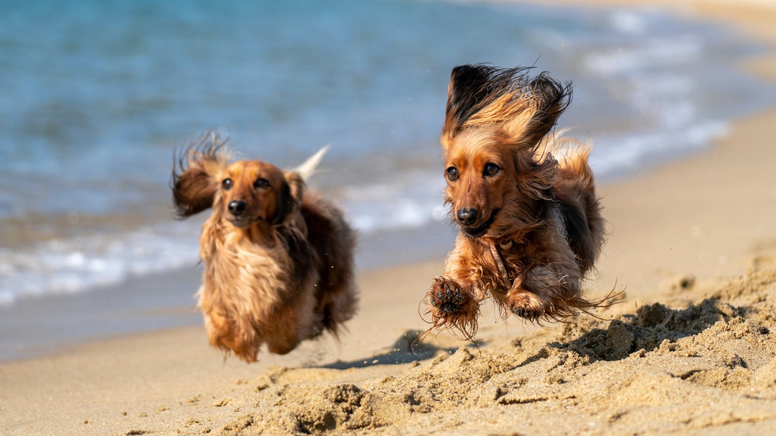 Two long haired dachshunds running on the beach.