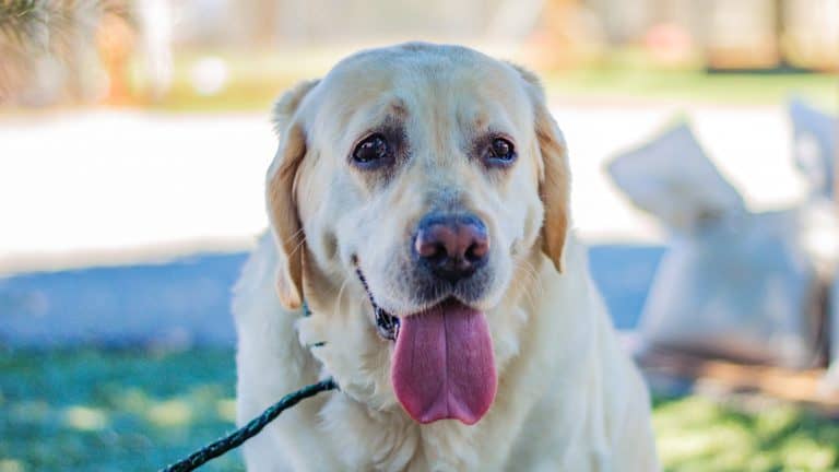 Humane society of Truckee-Tahoe