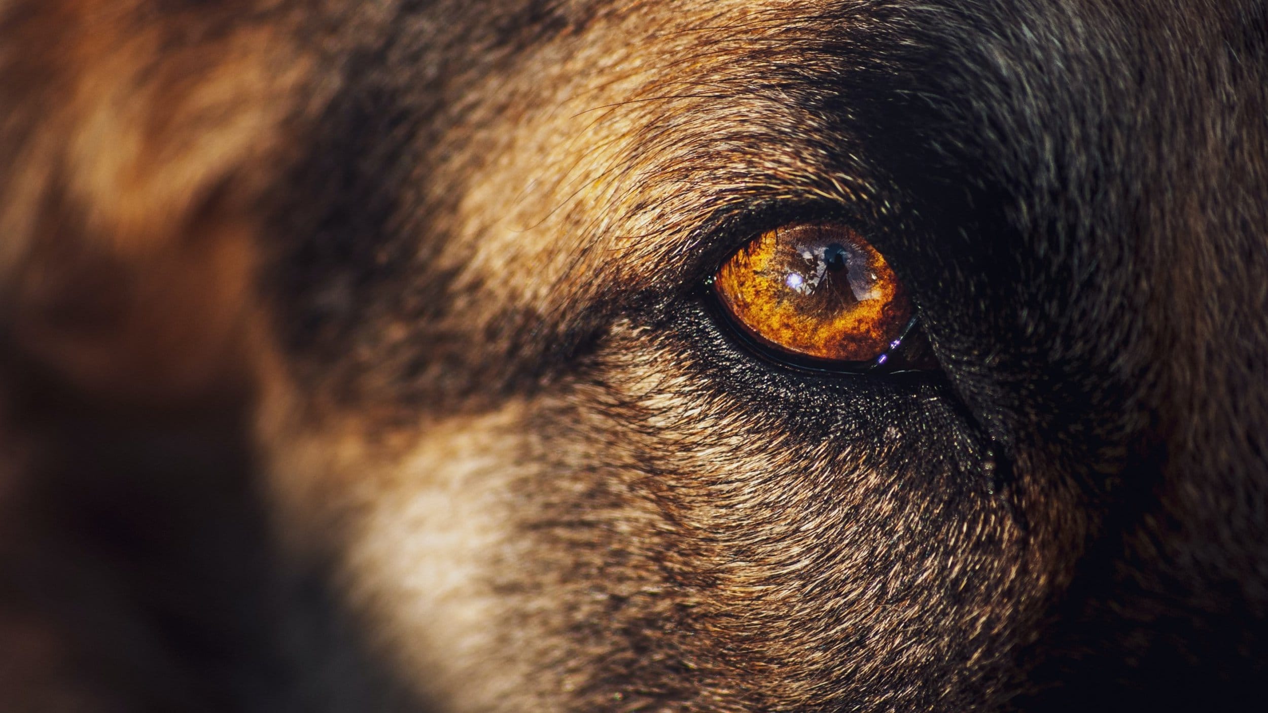 close of of German shepherd's eye