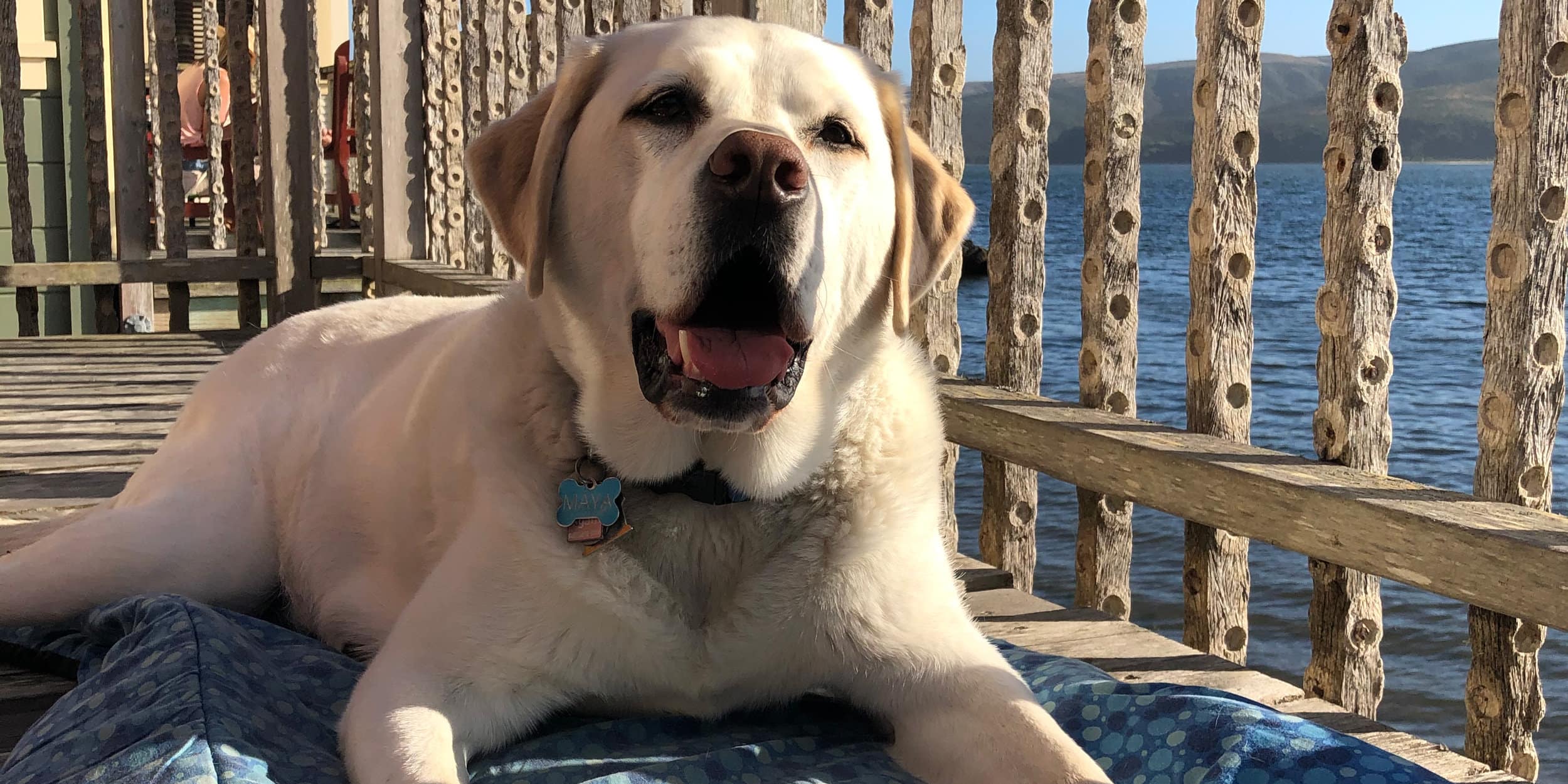 Picture a scene of serenity - a jovial Labrador Retriever lounging contently on a cozy blanket. Close by is an old-world wooden railing, providing a rustic touch to the panorama. In the distance, tranquil water body effortlessly adds an element of peacefulness to the setting. It's an ideal place for dog-owners looking for some quality relaxation time with their four-legged companions. - Dogtrekker