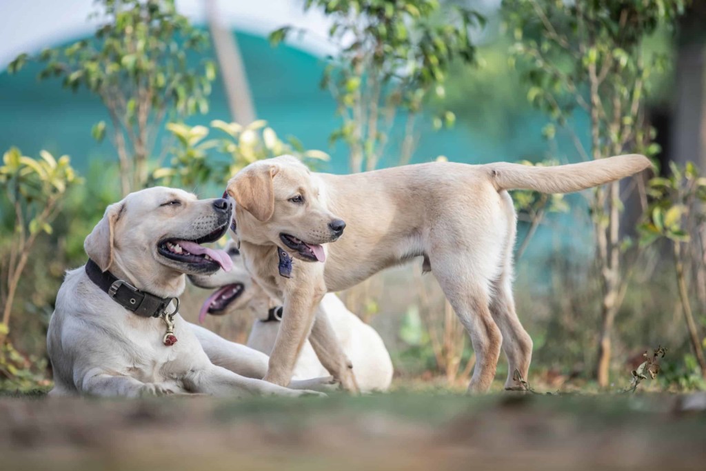 3 yellow labs