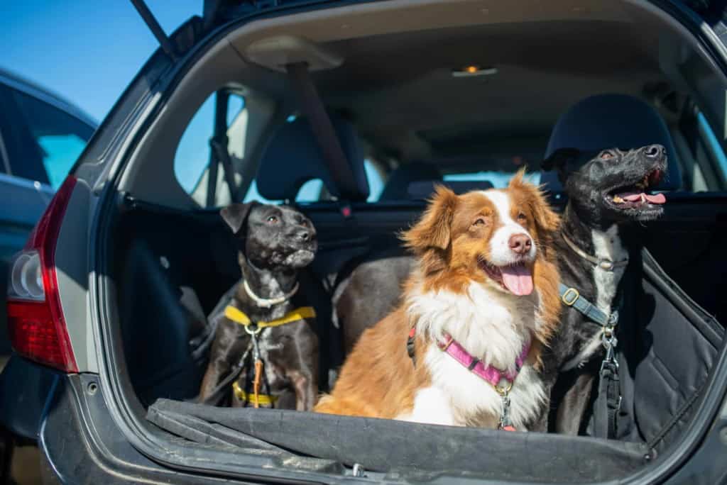 3 dogs in back of suv