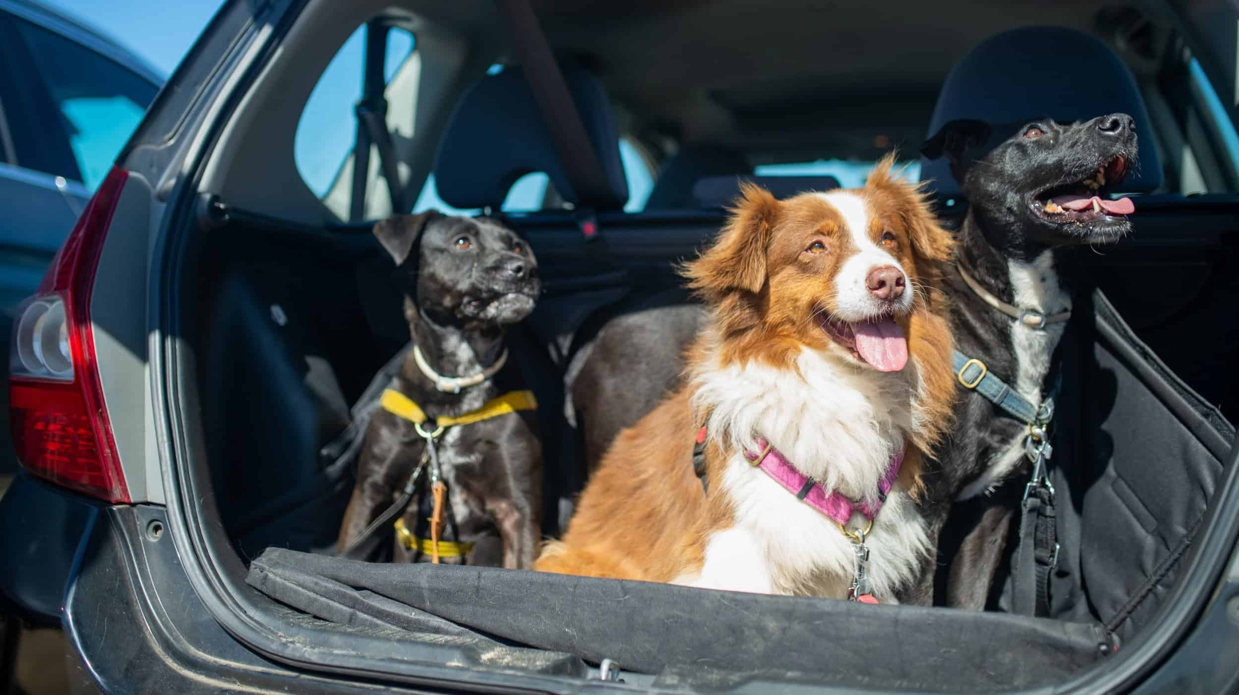 3 dogs in back of suv