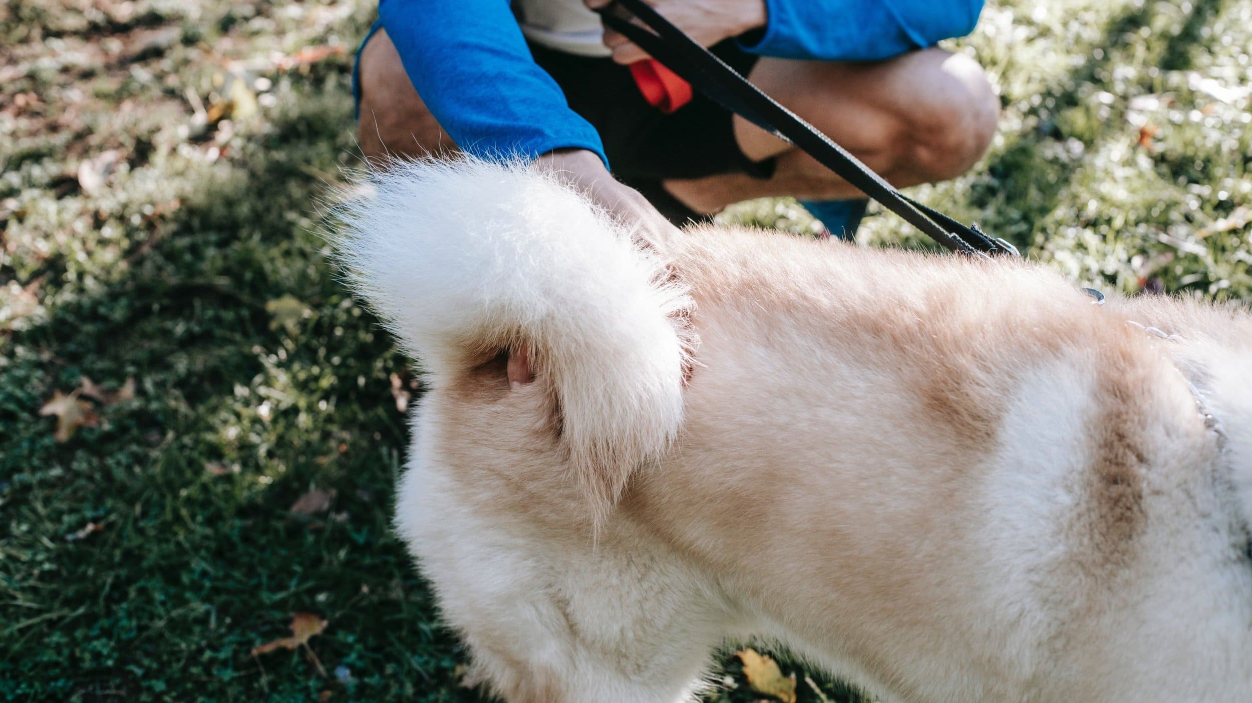 Dog with tail injury