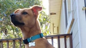 A vibrant dog park bathed in sunlight features abundant greenery with mature trees, offering ample shade for leisurely outdoor activities. In the distance is a well-equipped playground that presents an additional activity area. An inviting picnic table spreads out nearby, ideal for enjoying meals al fresco or taking relaxing breaks from play. A neatly-placed trash bin aids in maintaining the park's cleanliness for everyone's enjoyment. Dominating the scene is a generously wide dirt path gracefully curving through the expanse of grass, promising exploratory walks and lively fetch games.