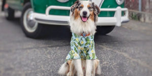 Australian Shepherd in a blue tropical shirt sits on pavement by a green vintage van, mouth open and tongue out.