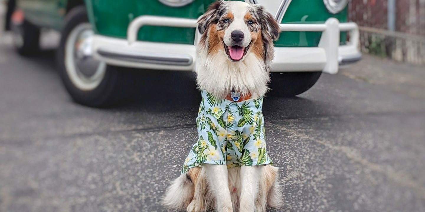 An exuberant canine, outfitted in a jazzy tropical shirt, lounges delightfully in front of a nostalgically designed vintage car. Ideal for pet owners looking for fun and unique activities to enjoy with their dogs. - Dogtrekker