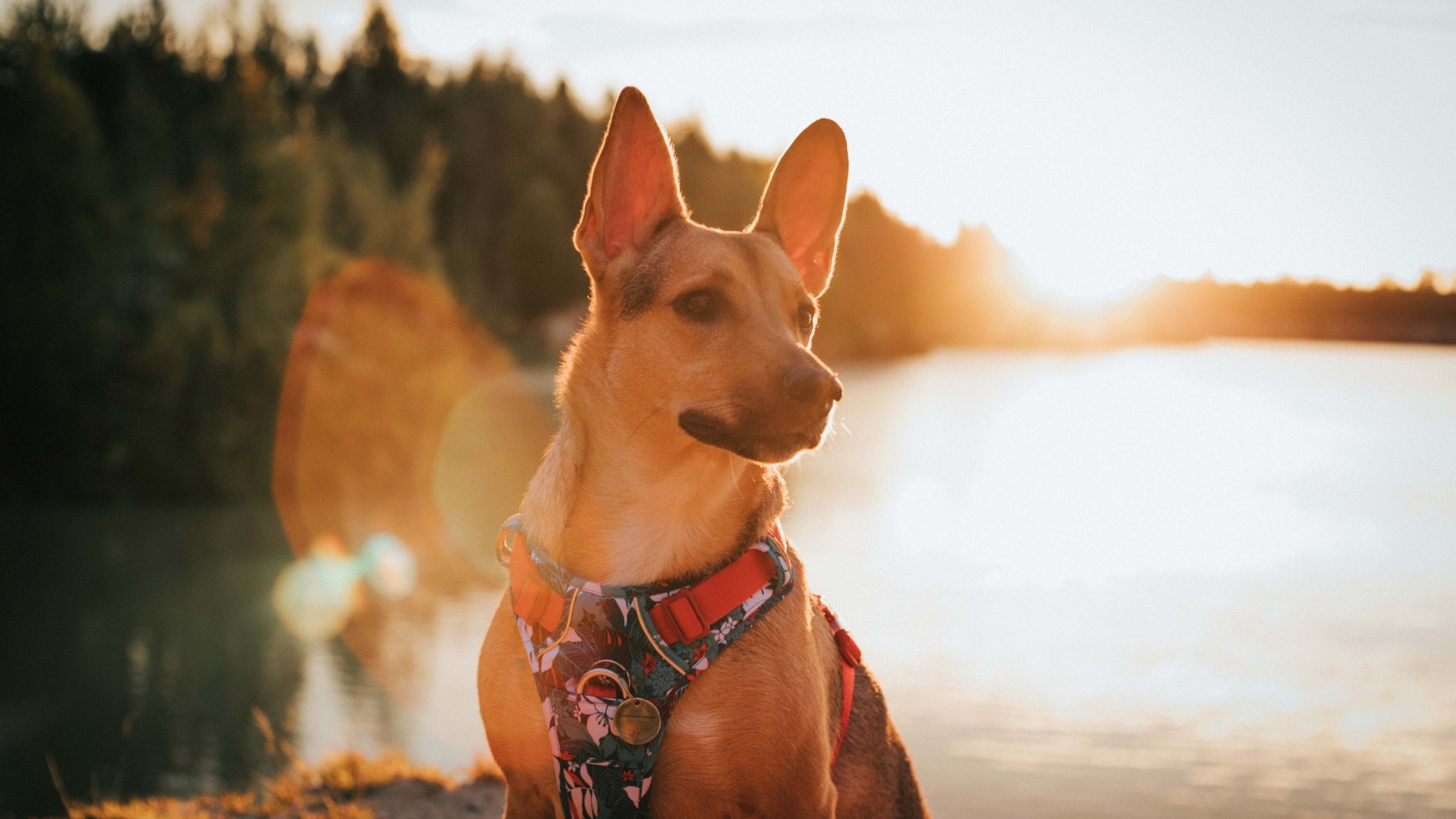 A vibrant dog park bathed in sunlight features abundant greenery with mature trees, offering ample shade for leisurely outdoor activities. In the distance is a well-equipped playground that presents an additional activity area. An inviting picnic table spreads out nearby, ideal for enjoying meals al fresco or taking relaxing breaks from play. A neatly-placed trash bin aids in maintaining the park's cleanliness for everyone's enjoyment. Dominating the scene is a generously wide dirt path gracefully curving through the expanse of grass, promising exploratory walks and lively fetch games.
