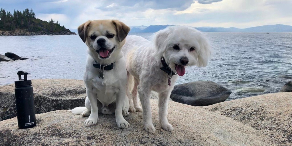 Two adventurous pooches rest on an intriguing shoreline peppered with rocks, their loyal water bottle companion at their side. Behind them, a serene lake seamlessly merges with the cloudy summer sky, creating a breathtaking backdrop for this canine-friendly spot. This picture-perfect setting offers not only natural beauty but an array of exciting activities for your furry friends to enjoy. - Dogtrekker