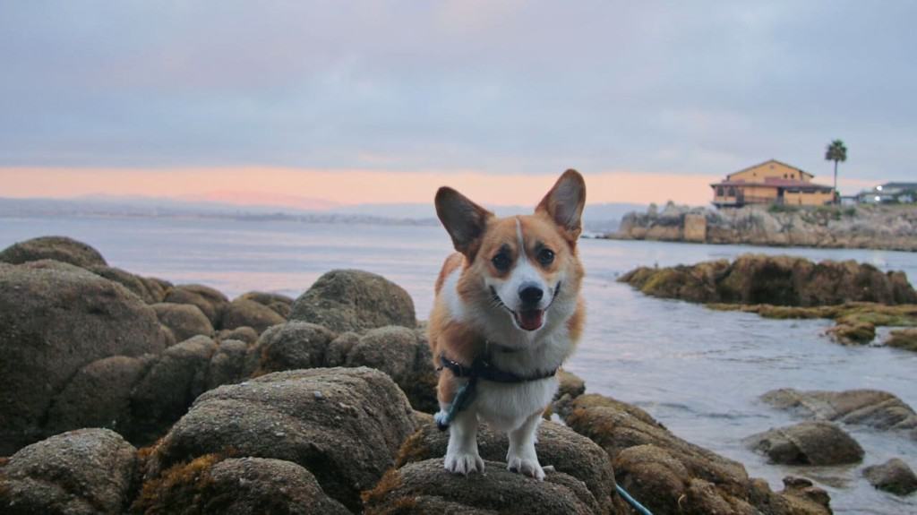 corgi on shoreline in Monterey