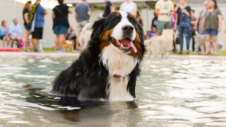 A vibrant dog park bathed in sunlight features abundant greenery with mature trees, offering ample shade for leisurely outdoor activities. In the distance is a well-equipped playground that presents an additional activity area. An inviting picnic table spreads out nearby, ideal for enjoying meals al fresco or taking relaxing breaks from play. A neatly-placed trash bin aids in maintaining the park's cleanliness for everyone's enjoyment. Dominating the scene is a generously wide dirt path gracefully curving through the expanse of grass, promising exploratory walks and lively fetch games.