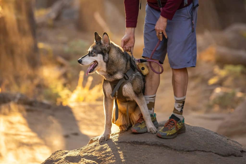 mixed breed dog on leash with man wearing hiking shoes on trail