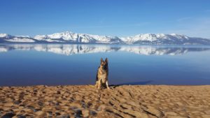 German Shepherd on a sandy beach by a calm lake, snow-capped mountains and blue sky; ideal setting for dog-friendly outdoor activities.