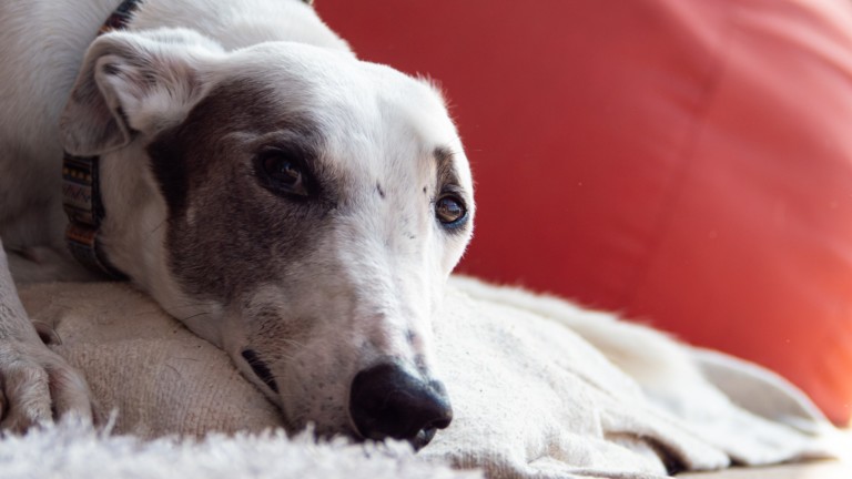 Golden state greyhound adoption