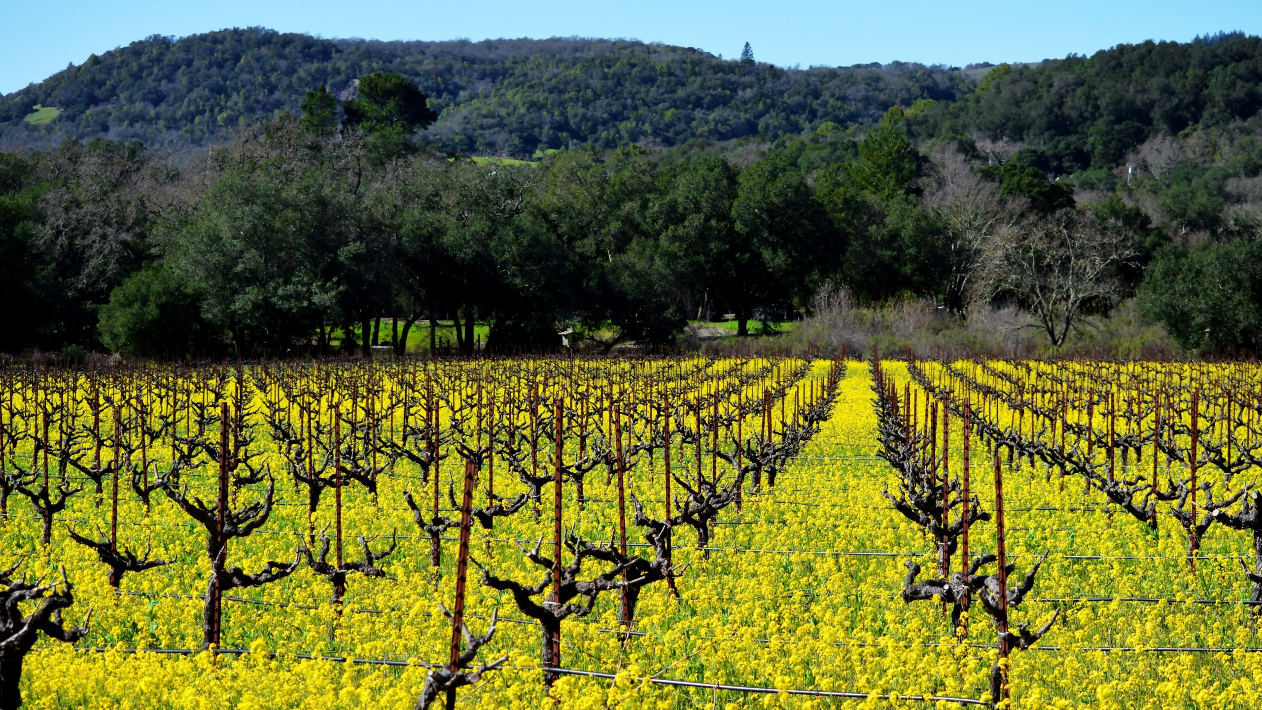 mustard flowers grow in Sonoma vineyard