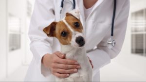 A brown and white dog is held by a person in a lab coat with a stethoscope, during a veterinary checkup.