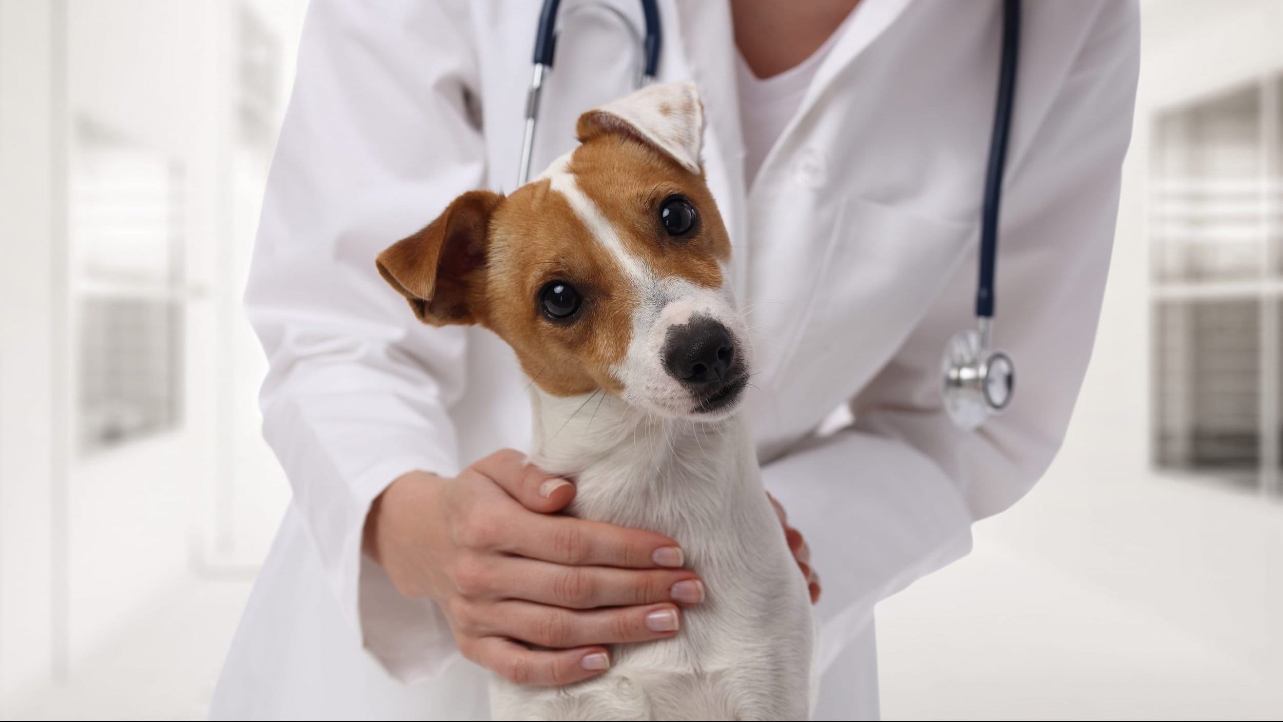 A skilled veterinarian gently cradles a lively Jack Russell Terrier within the comforting confines of an animal-friendly clinic. - Dogtrekker