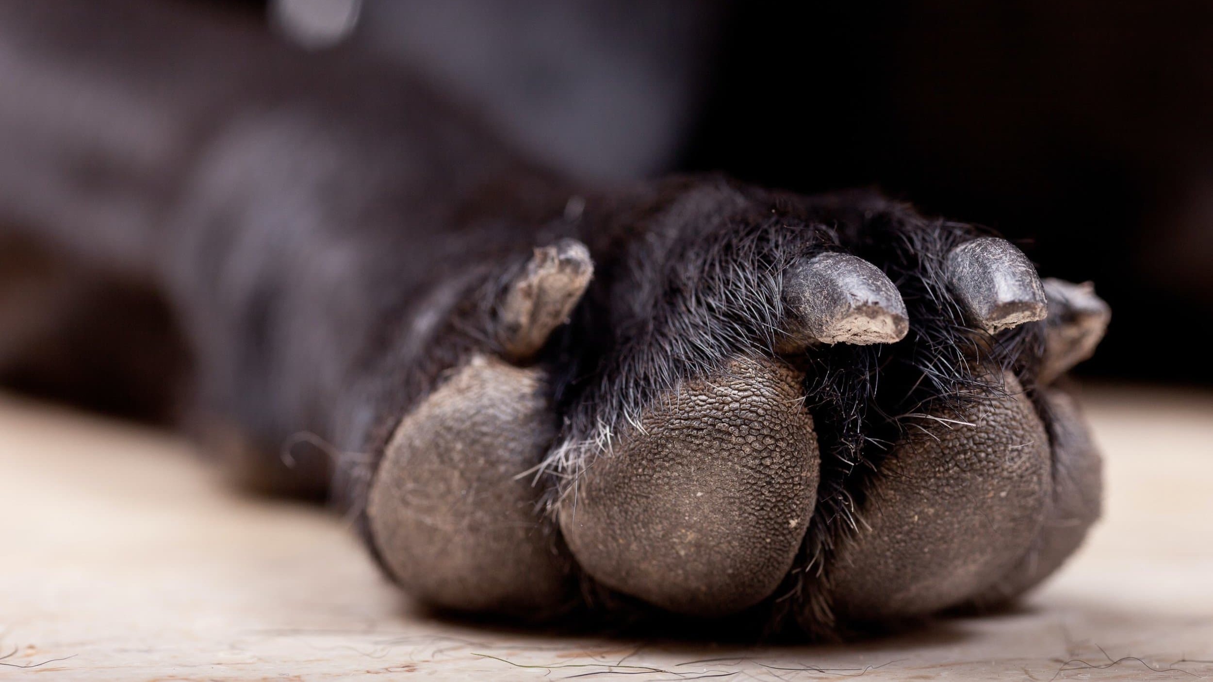 close up of dog's nails