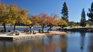 A vibrant dog park bathed in sunlight features abundant greenery with mature trees, offering ample shade for leisurely outdoor activities. In the distance is a well-equipped playground that presents an additional activity area. An inviting picnic table spreads out nearby, ideal for enjoying meals al fresco or taking relaxing breaks from play. A neatly-placed trash bin aids in maintaining the park's cleanliness for everyone's enjoyment. Dominating the scene is a generously wide dirt path gracefully curving through the expanse of grass, promising exploratory walks and lively fetch games.