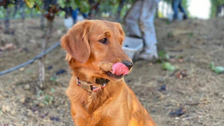 Fontanella Family Winery