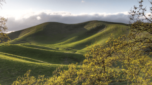 A vibrant dog park bathed in sunlight features abundant greenery with mature trees, offering ample shade for leisurely outdoor activities. In the distance is a well-equipped playground that presents an additional activity area. An inviting picnic table spreads out nearby, ideal for enjoying meals al fresco or taking relaxing breaks from play. A neatly-placed trash bin aids in maintaining the park's cleanliness for everyone's enjoyment. Dominating the scene is a generously wide dirt path gracefully curving through the expanse of grass, promising exploratory walks and lively fetch games.