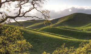 A vibrant dog park bathed in sunlight features abundant greenery with mature trees, offering ample shade for leisurely outdoor activities. In the distance is a well-equipped playground that presents an additional activity area. An inviting picnic table spreads out nearby, ideal for enjoying meals al fresco or taking relaxing breaks from play. A neatly-placed trash bin aids in maintaining the park's cleanliness for everyone's enjoyment. Dominating the scene is a generously wide dirt path gracefully curving through the expanse of grass, promising exploratory walks and lively fetch games.