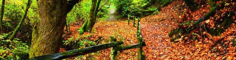 Anthony Chabot Regional Park