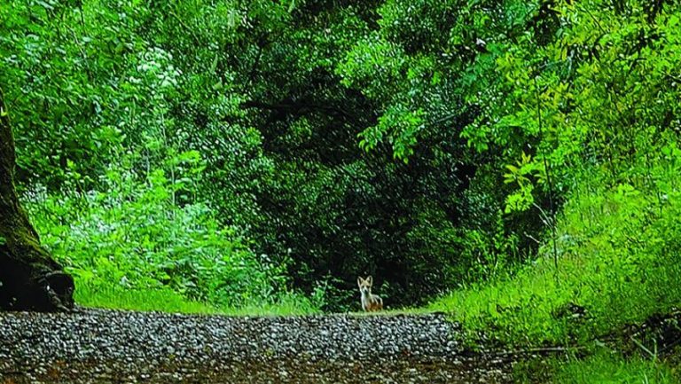 Leona Canyon Regional Open Space Preserve