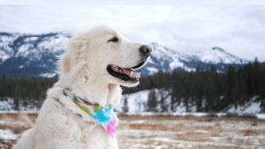 A vibrant dog park bathed in sunlight features abundant greenery with mature trees, offering ample shade for leisurely outdoor activities. In the distance is a well-equipped playground that presents an additional activity area. An inviting picnic table spreads out nearby, ideal for enjoying meals al fresco or taking relaxing breaks from play. A neatly-placed trash bin aids in maintaining the park's cleanliness for everyone's enjoyment. Dominating the scene is a generously wide dirt path gracefully curving through the expanse of grass, promising exploratory walks and lively fetch games.
