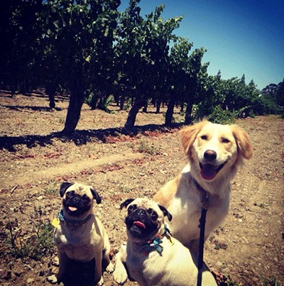 Livermore wine dog