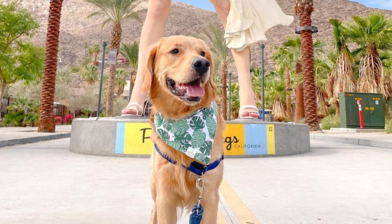 A vibrant dog park bathed in sunlight features abundant greenery with mature trees, offering ample shade for leisurely outdoor activities. In the distance is a well-equipped playground that presents an additional activity area. An inviting picnic table spreads out nearby, ideal for enjoying meals al fresco or taking relaxing breaks from play. A neatly-placed trash bin aids in maintaining the park's cleanliness for everyone's enjoyment. Dominating the scene is a generously wide dirt path gracefully curving through the expanse of grass, promising exploratory walks and lively fetch games.