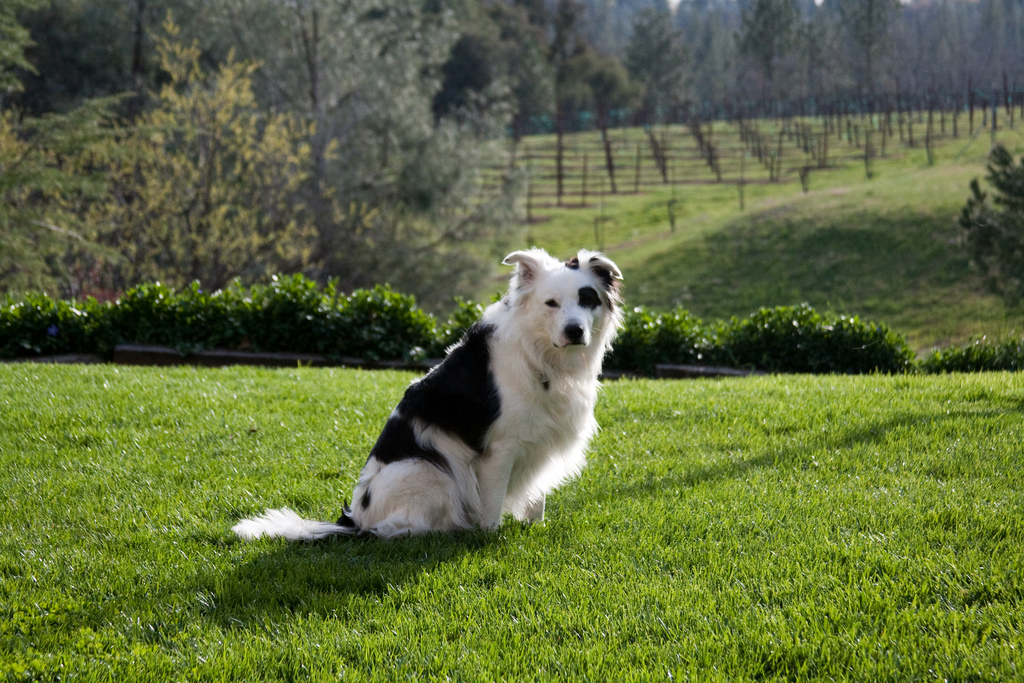 Somerset wine dog